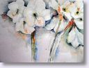 Amaryllis-wei�.jpg