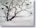 Baum-2.jpg
